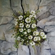 KVETU SUCHU NAVZDORY, olej 50x50 Prod�no