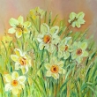 Narcisy, olej 60x60