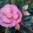 Camelie, olej 70x50
